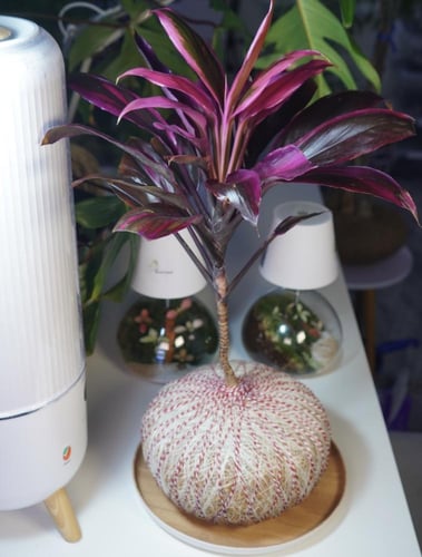 نبتة الكورديلاين بنظام الكوكيداما مع قاعدة