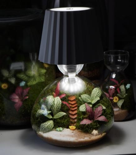 الفانوس العجيب