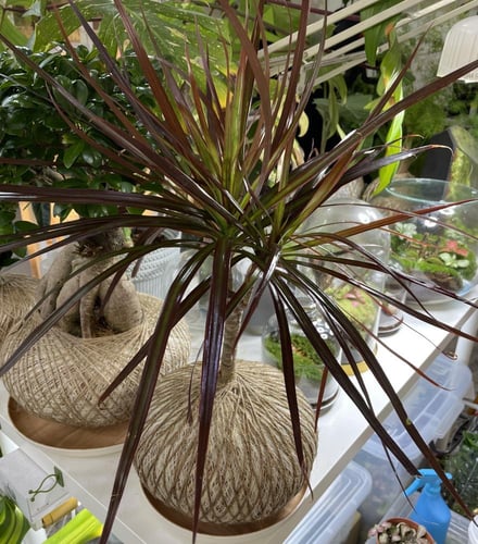 دراسينا نبتة التنين مع قاعدة