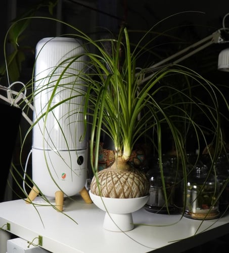 بوني تيل بالم بنظام الكوكيداما مع قاعدة