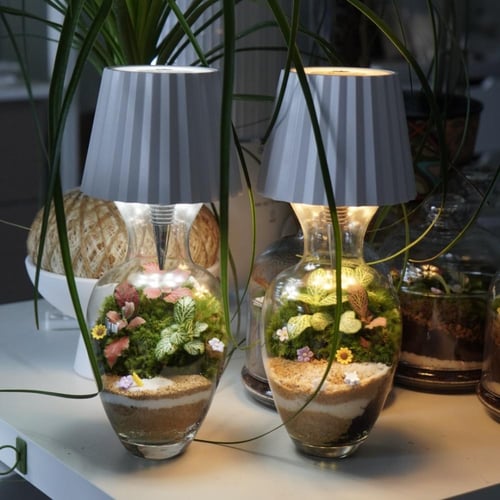 الغابة المضيئة