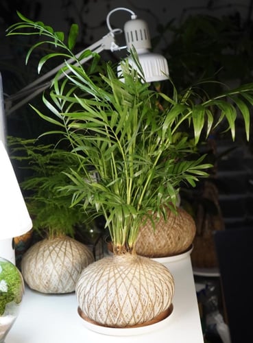 شميدوريا بنظام الكوكيداما مع قاعدة