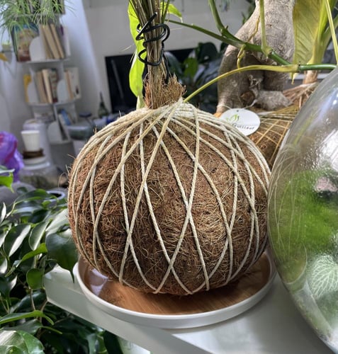 اسبرجس ناعم بنظام الكوكي داما حجم كبير مع صحن