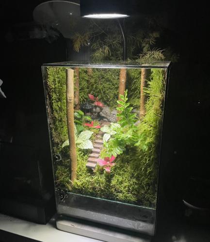 غابة الأطلال مع إضاءة