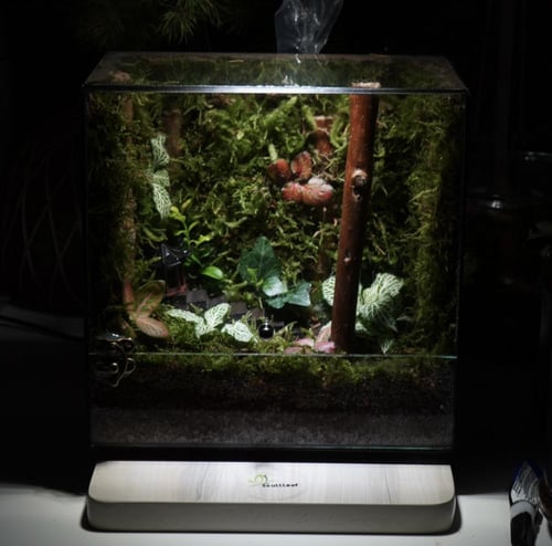 غابة توتوريو مع اضاءة