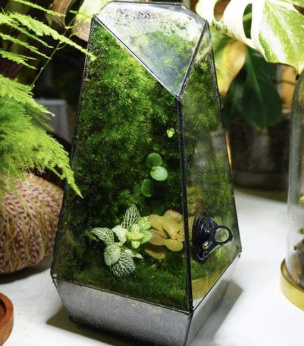 كرستالة الحياة تيراريوم