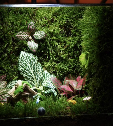 غابة المنزل السعيد