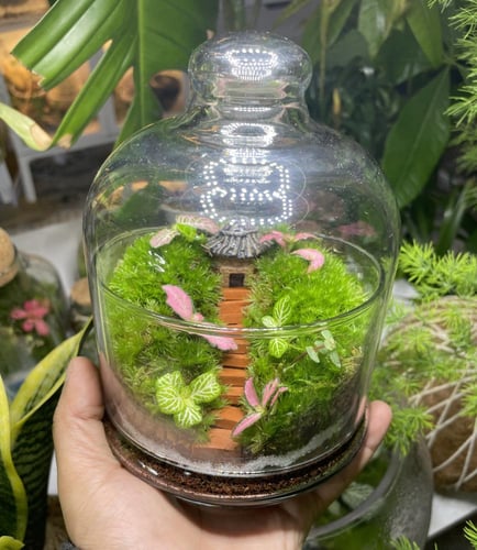 تيراريوم غابة الكوخ المرتفع