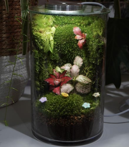 غابة الظل مع اضاءة