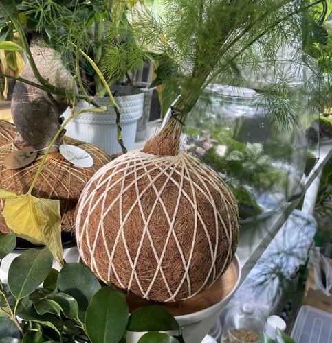 اسبرجس ناعم بنظام الكوكي داما حجم كبير مع صحن