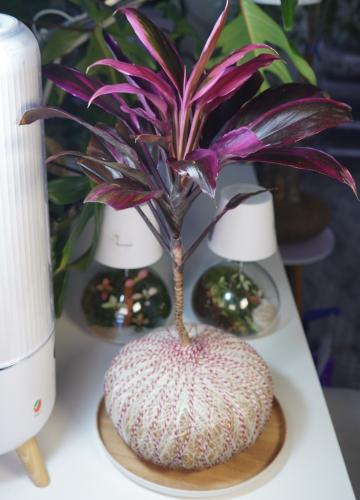 نبتة الكورديلاين بنظام الكوكيداما مع قاعدة