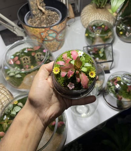 غابة زجاجية صغيرة