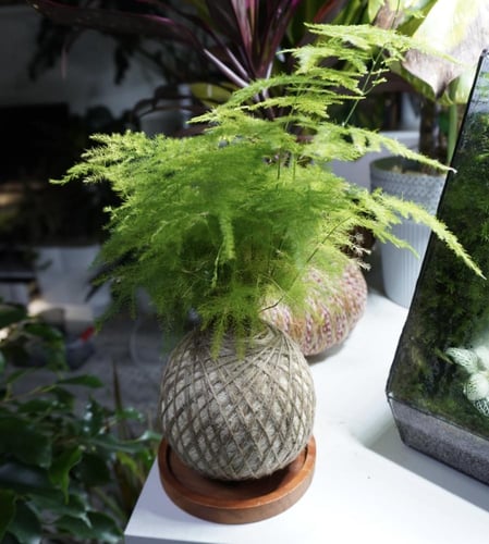 سبرجس كوكيداما مع قاعدة خشبية