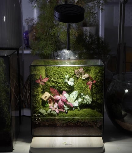 غابة المنزل السعيد