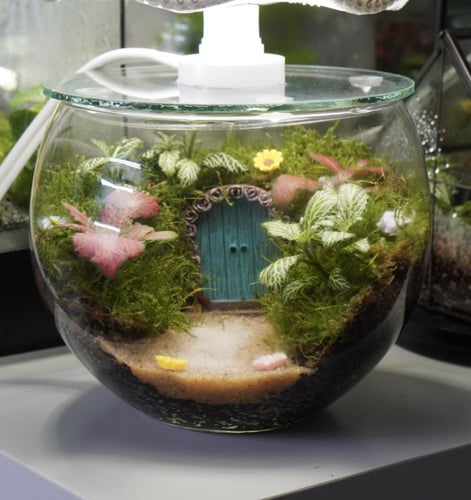 ابجورة عالم الاقزام