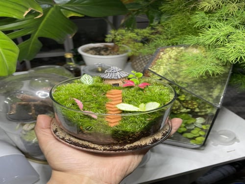 تيراريوم غابة الكوخ المرتفع