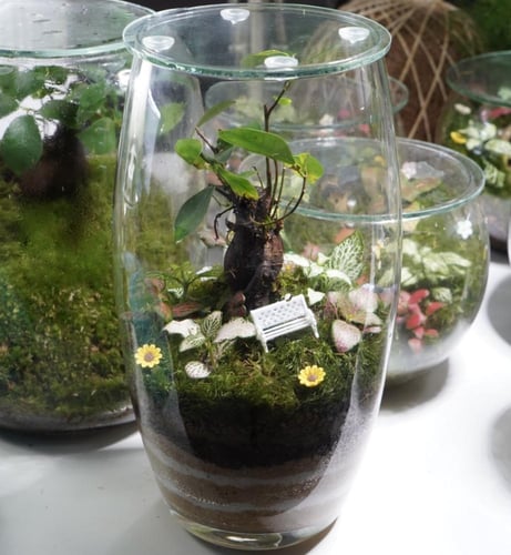 تيراريوم شجرة الذكريات