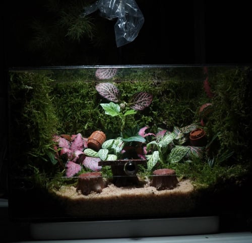 غابة نيمورا مع اضاءة