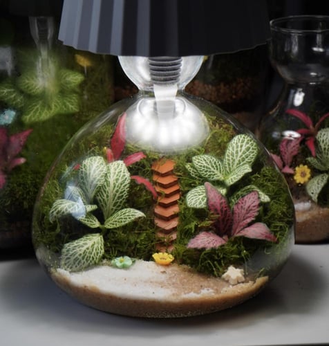 الفانوس العجيب