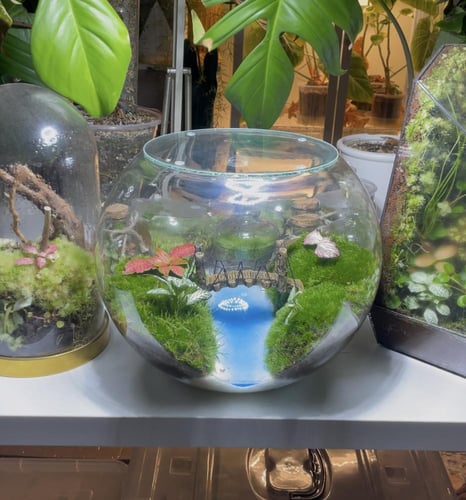 تيراريوم جسر الاحلام