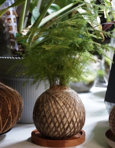 سبرجس كوكيداما مع قاعدة خشبية