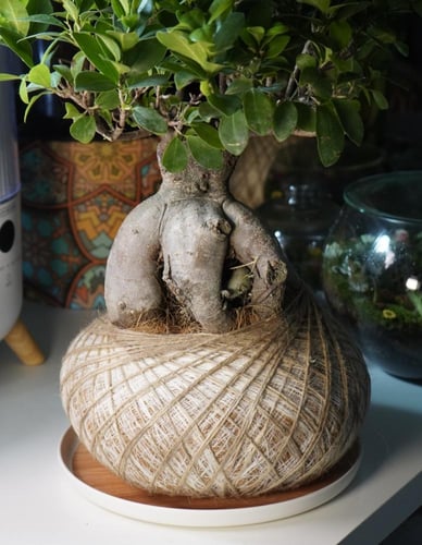 شجرة العالم بنظام الكوكيداما مع قاعدة