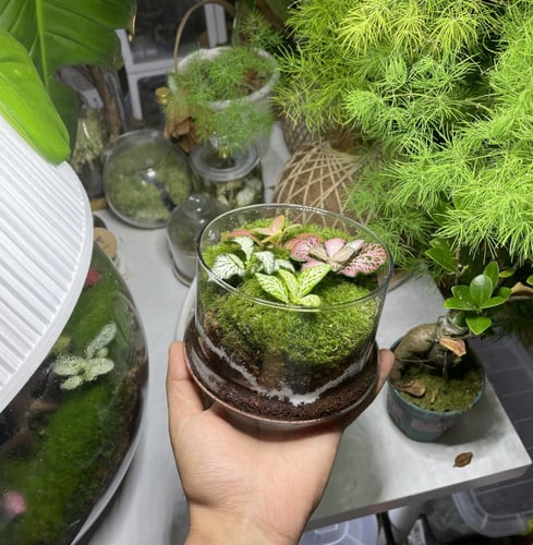 غابة زجاجية