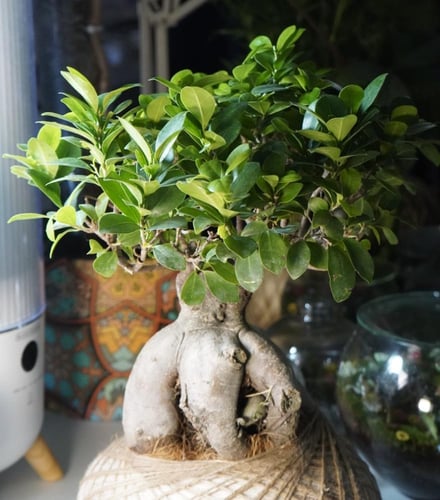 شجرة العالم بنظام الكوكيداما مع قاعدة