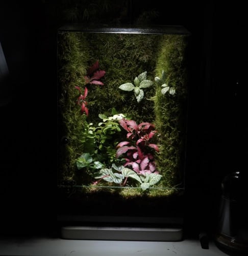 العالم الموازي ( كبير )