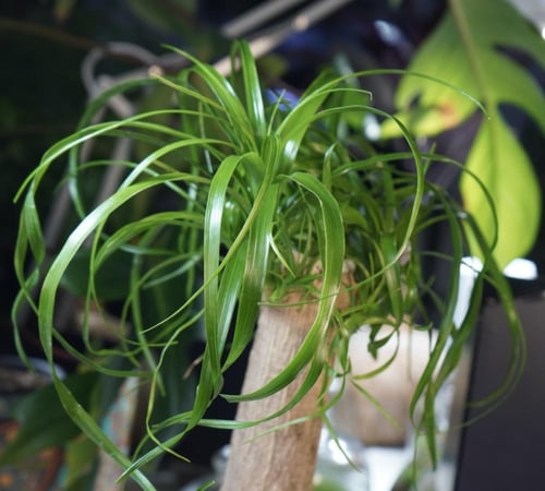 الشجرة العجيبةبنظام الكوكيداما مع قاعدة