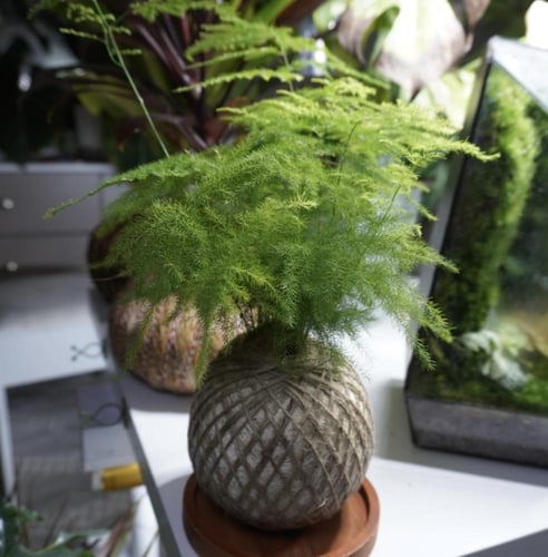 سبرجس كوكيداما مع قاعدة خشبية