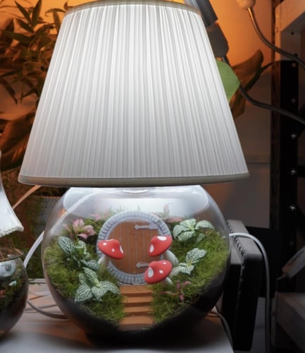 ابجورة بلاد العجائب