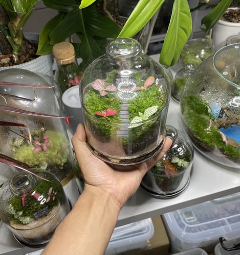 تيراريوم غابة الكوخ المرتفع درج ( رصاصي )