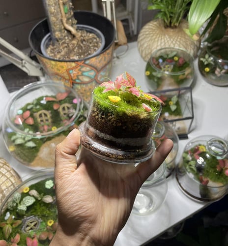 غابة زجاجية صغيرة