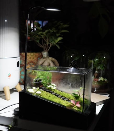 غابة الطبيعة اليابانية مع اضاءة