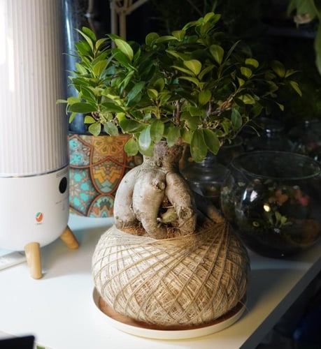 شجرة العالم بنظام الكوكيداما مع قاعدة