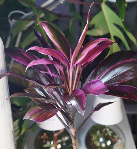 نبتة الكورديلاين بنظام الكوكيداما مع قاعدة