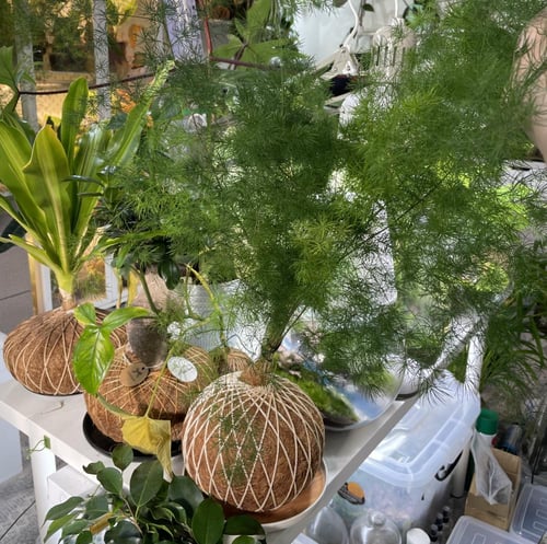 اسبرجس ناعم بنظام الكوكي داما حجم كبير مع صحن