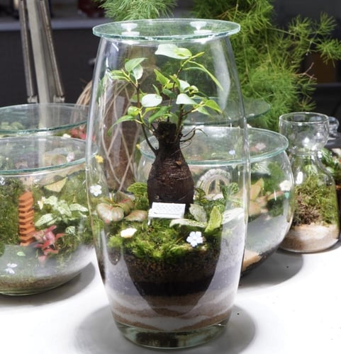 تيراريوم شجرة الذكريات