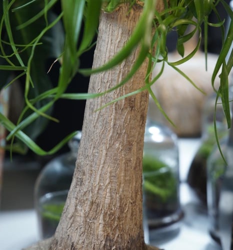 الشجرة العجيبةبنظام الكوكيداما مع قاعدة