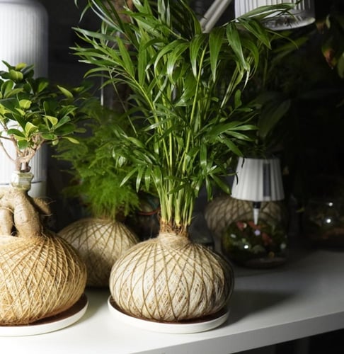 شميدوريا بنظام الكوكيداما مع قاعدة