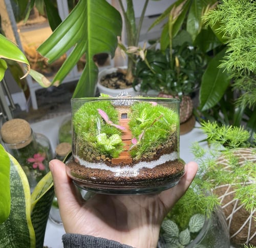 تيراريوم غابة الكوخ المرتفع