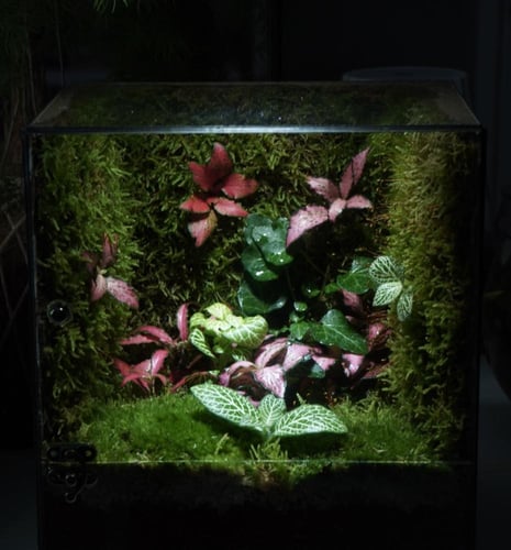 مكعب الحياة