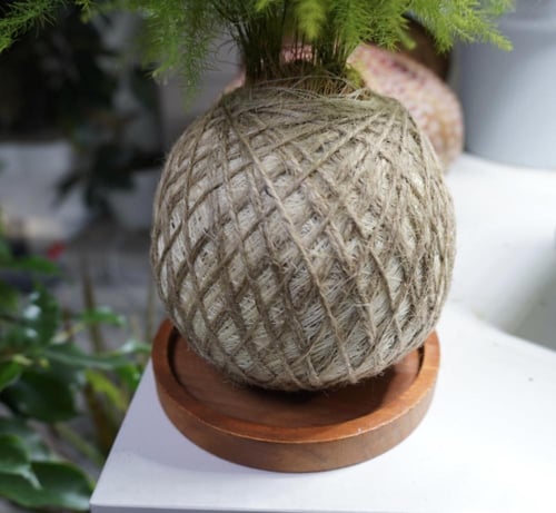 سبرجس كوكيداما مع قاعدة خشبية