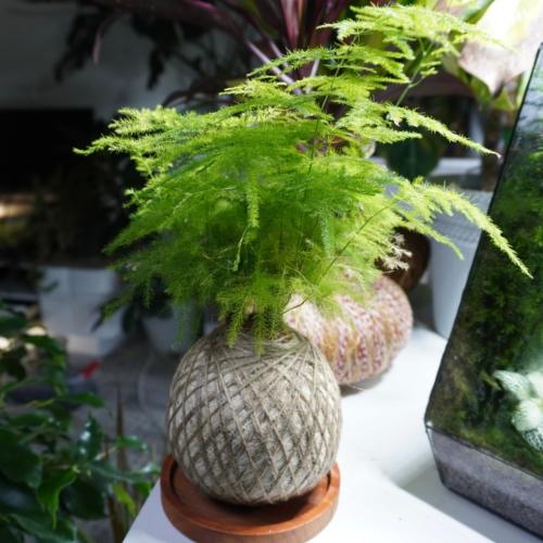 سبرجس كوكيداما مع قاعدة خشبية