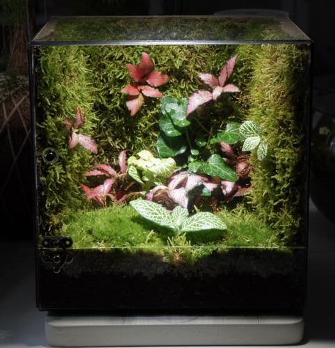 مكعب الحياة