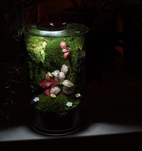 غابة الظل مع اضاءة