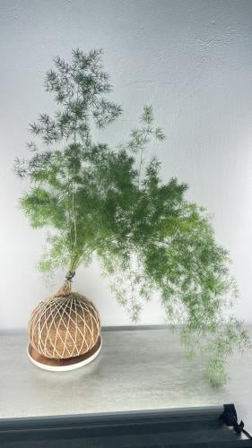 اسبرجس ناعم بنظام الكوكي داما حجم كبير مع صحن