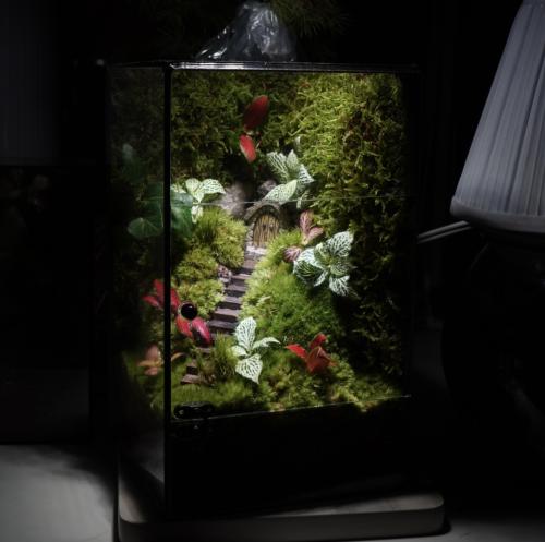 غابة اليرعات