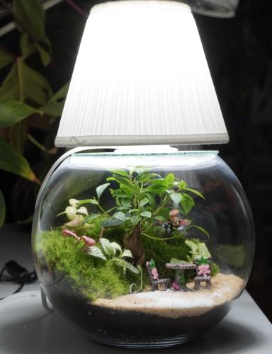 ابجورة غابة البونساي